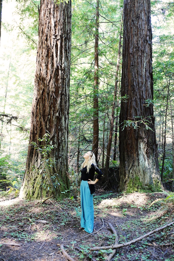 northern-california-redwoods